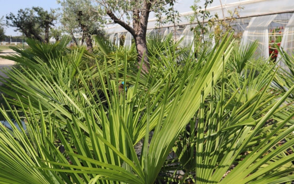 A Washingtonia robusta gondozása