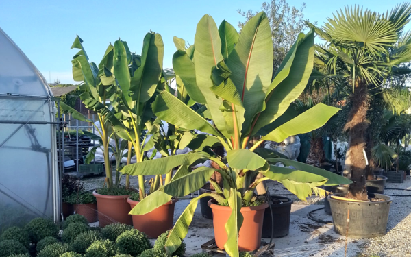 Így nevelj saját banánfát – Az Ensete ventricosum gondozása