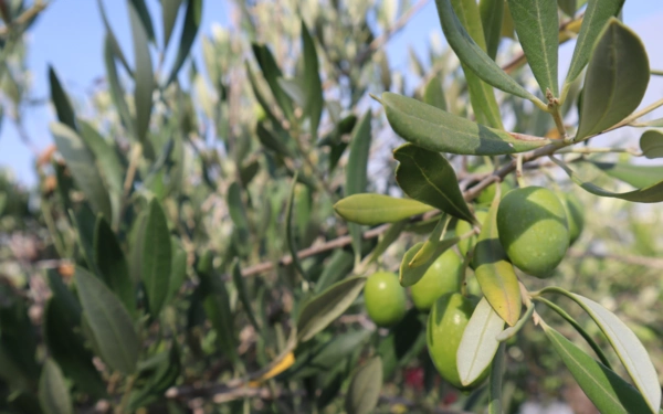 Termő olajfa gondozása és ápolása