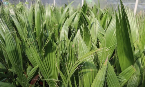 Citrusok és Pálmák