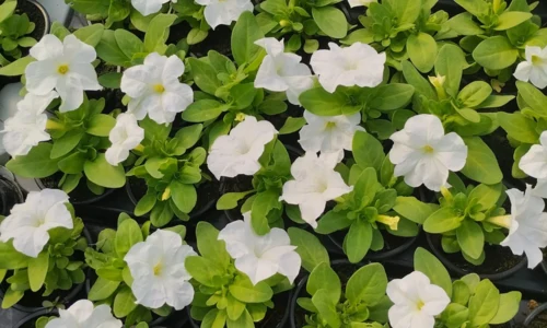 Egynyári növények